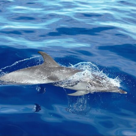 Whale Watching