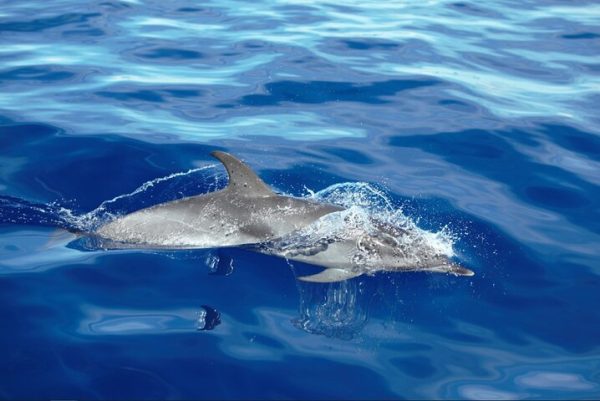 Whale Watching