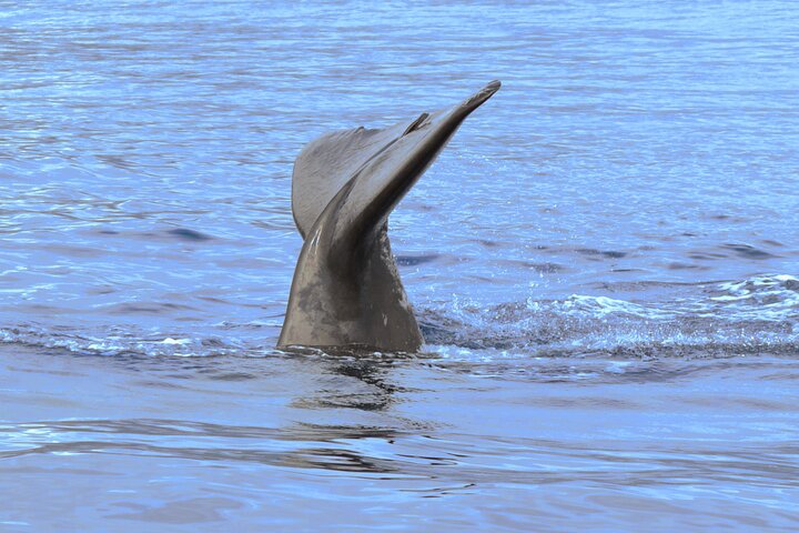 Whale Watching – Image 3