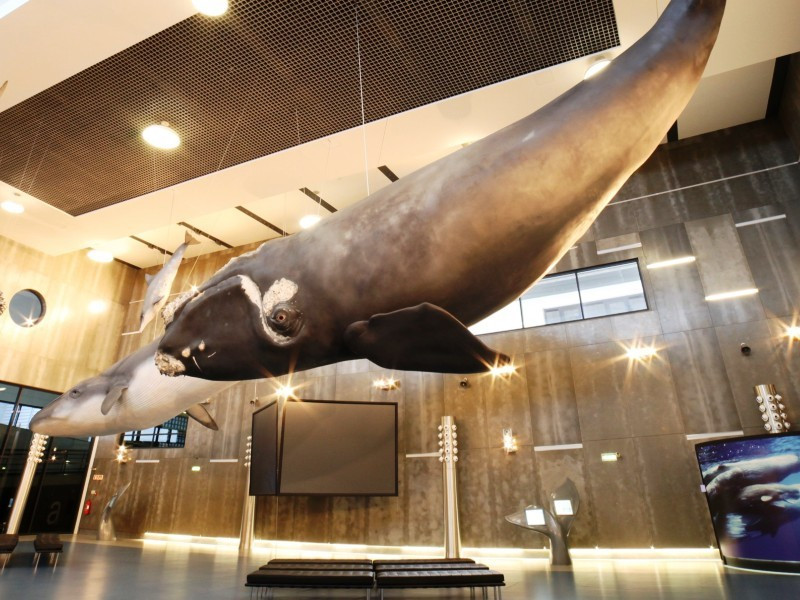 Whale Museum